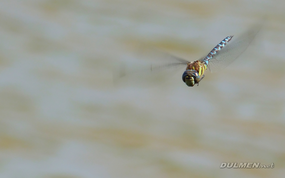 Migrant Hawker (Male, Aeshna mixta)